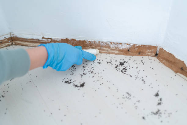 Best Mosquito Control Services  in Lakeway, TX